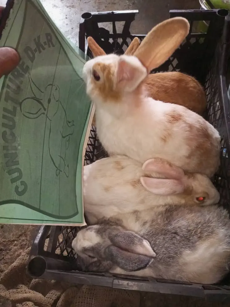 Lapin